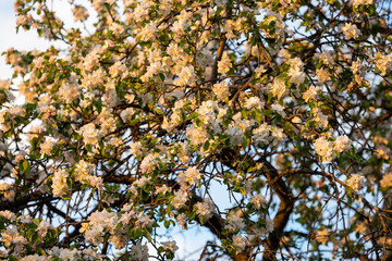 Blooming apple tree