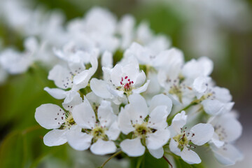 Blooming branch of pear tree