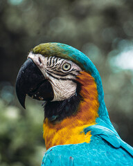 blue and yellow macaw bird wildlife tropical animal nature parrot wild pet feather beautiful red beak colourful wing blue exotic yellow jungle isolated colour green bright
