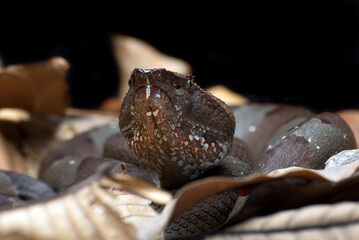 The Flat-nosed pit_viper hiding in dry leaves 
