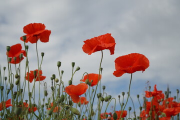 Red poppy flowers on the sky background