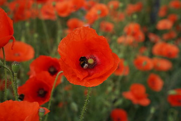 Red poppy flower with bumblebee inside and field of poppies on the backdrop
