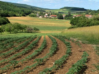 Fototapeta na wymiar Paysage d'agriculture.
