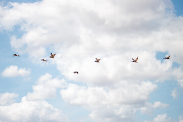 pelicans in flight