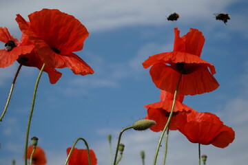 Fototapeta premium Red poppy flowers and flying bumblebees on the sky backdrop