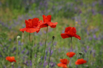 Three red poppy flowers and field-grasses on the backdrop
