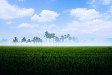 Obraz premium green field and blue sky