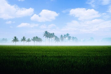 green field and blue sky