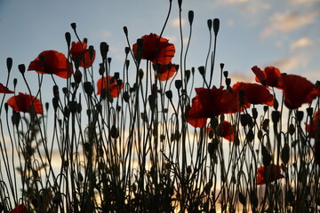 Obraz premium Red poppy flowers silhouette on the sunset background