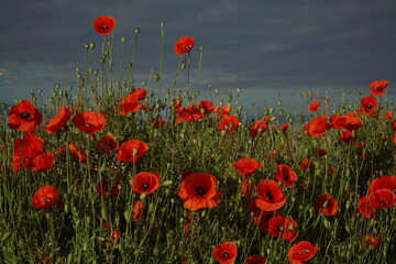 Sunny red poppy flowers against dark sky