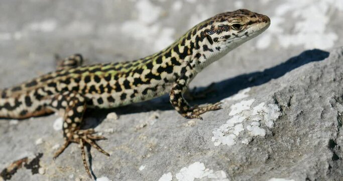  Dalmatian wall lizard (Podarcis melisellensis) from Dinara mountain