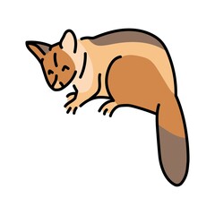 Australian kuzu color line illustration. Animals of Australia