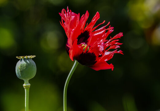 Fleur de pavot et graine