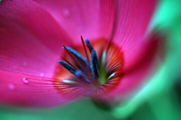 Fotografia Macro di fiore rosso con sfumatura magenta e rosa su sfondo verde