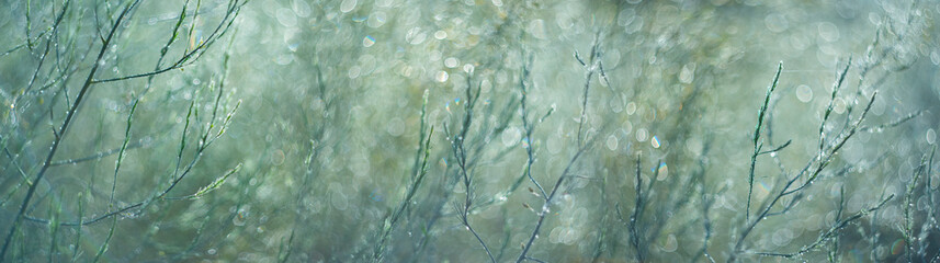 dewy plants on a morning meadow with beautiful light bokeh
