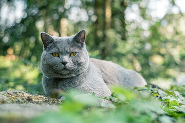 Eine wunderschöne graue Katze liegt entspannt an einem Waldweg