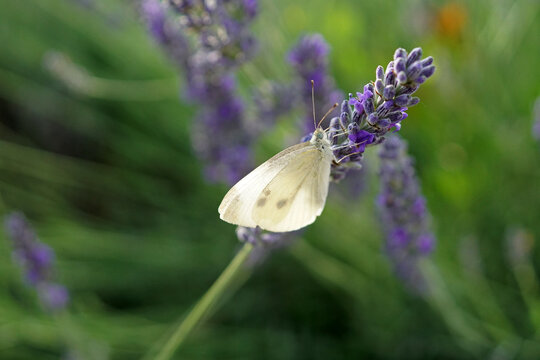 Fotografia macro di farfalla bianca su fiori di lavanda