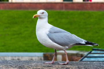 Mowe in Ostfriesland