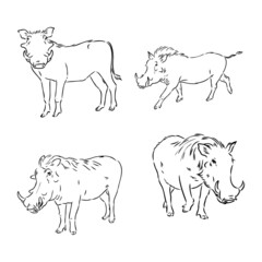 Black and white vector line drawing of a Warthog's face
