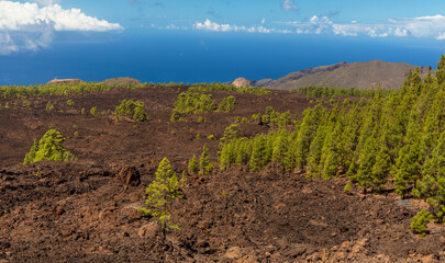 Fototapeta na wymiar View of the volcanic landscape in the Montanas Negras. Bright green trees and red rocky landscape. Tenerife, Canary islands, Spain.