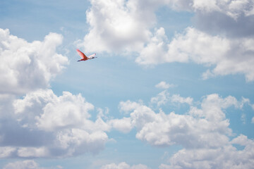 Naklejka na ściany i meble kite bird in the sky