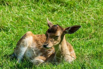 Rehkitz im Wildpark Poing