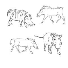 Black and white vector line drawing of a Warthog's face