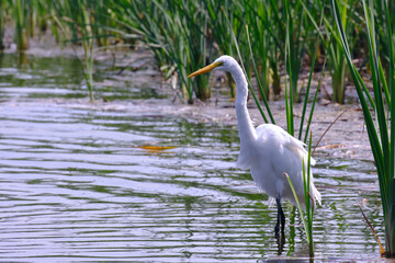Great Egret (Ardea alba), beautiful heron looking for food on the shores of the lagoon among the reeds.