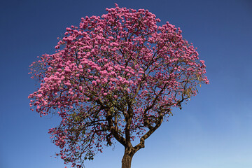 Um ipê roxo florido com céu azul ao fundo. Handroanthus impetiginosus.