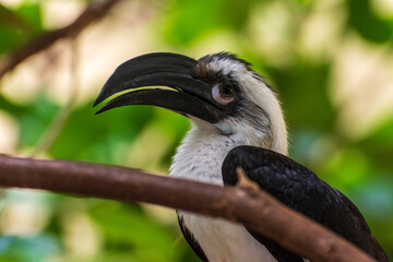 Vogel im Zoo