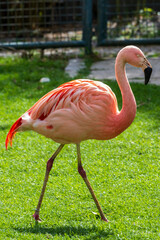 Flamingo im Zoo