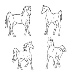 A black horse sketch, vector, color drawing or illustration.