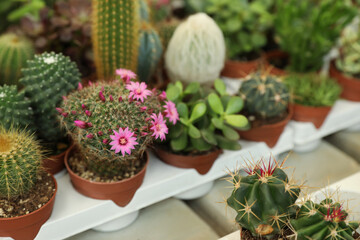 Many different cacti and succulent plants on table, closeup