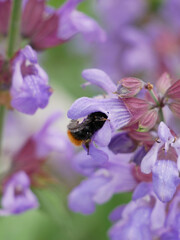 Bumblebee collecting nectar from sage flowers. A melliferous plant with medicinal properties.