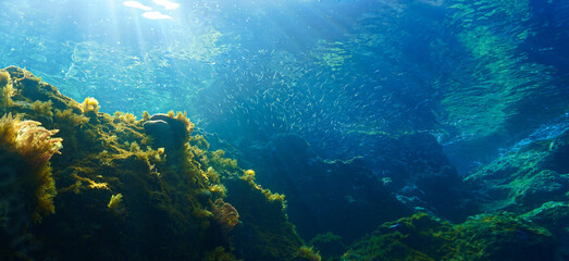 Fototapeta na wymiar Underwater art of rays of light over the coral reef.
