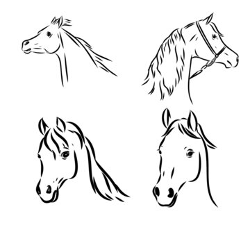 A black horse sketch, vector, color drawing or illustration.
