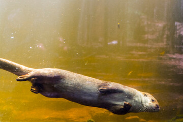 European otter is swimming in a pool
