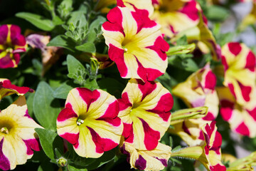 Colorful red and yellow petunia flowers in flower pot. Beautiful petunias blooming.