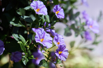 Fototapete bei efototapeten.de bestellen   