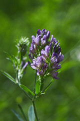 Medicago sativa, alfalfa, lucerne in bloom - close up. Alfalfa is used in  herbal medicine