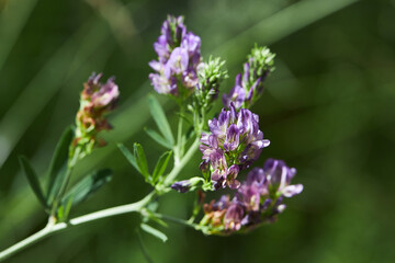 Medicago sativa, alfalfa, lucerne in bloom - close up. Alfalfa is used in  herbal medicine