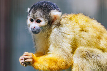 Obraz premium Totenkopfäffchen Seitenprofil