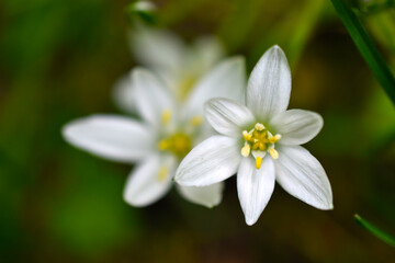 Ornithogalum is a genus of perennial bulbous herbaceous plants of the hyacinth subfamily hyacinthaceae of the asparagus family asparagaceae