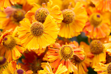 Helenium Autumnale 'Waltrut' In The Walled Garden At Rousham House