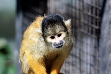 Totenkopfäffchen traurig