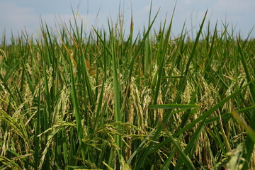 green rice field in the wind