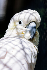 Gelbhaubenkakadu im Portrait