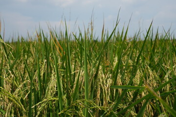 green rice field