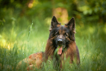 German Shepherd sunny day in spring