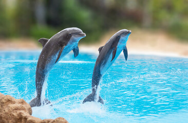 Dolphins jumping during the dolpin. Spain. Two beautiful common bottlenose dolphins in captivity.